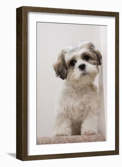 Domestic Dog, Shih Tzu, puppy, sitting on carpet at top of staircase-Angela Hampton-Framed Photographic Print