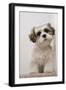 Domestic Dog, Shih Tzu, puppy, sitting on carpet at top of staircase-Angela Hampton-Framed Photographic Print