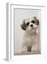 Domestic Dog, Shih Tzu, puppy, sitting on carpet at top of staircase-Angela Hampton-Framed Photographic Print