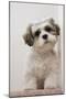 Domestic Dog, Shih Tzu, puppy, sitting on carpet at top of staircase-Angela Hampton-Mounted Photographic Print