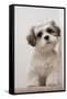 Domestic Dog, Shih Tzu, puppy, sitting on carpet at top of staircase-Angela Hampton-Framed Stretched Canvas