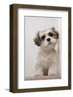 Domestic Dog, Shih Tzu, puppy, sitting on carpet at top of staircase-Angela Hampton-Framed Photographic Print