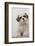 Domestic Dog, Shih Tzu, puppy, sitting on carpet at top of staircase-Angela Hampton-Framed Photographic Print