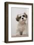 Domestic Dog, Shih Tzu, puppy, sitting on carpet at top of staircase-Angela Hampton-Framed Photographic Print