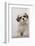 Domestic Dog, Shih Tzu, puppy, sitting on carpet at top of staircase-Angela Hampton-Framed Photographic Print