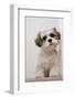 Domestic Dog, Shih Tzu, puppy, sitting on carpet at top of staircase-Angela Hampton-Framed Photographic Print