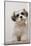 Domestic Dog, Shih Tzu, puppy, sitting on carpet at top of staircase-Angela Hampton-Mounted Photographic Print