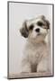 Domestic Dog, Shih Tzu, puppy, sitting on carpet at top of staircase-Angela Hampton-Mounted Photographic Print