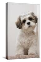 Domestic Dog, Shih Tzu, puppy, sitting on carpet at top of staircase-Angela Hampton-Stretched Canvas