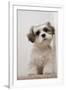 Domestic Dog, Shih Tzu, puppy, sitting on carpet at top of staircase-Angela Hampton-Framed Photographic Print