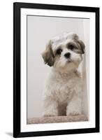 Domestic Dog, Shih Tzu, puppy, sitting on carpet at top of staircase-Angela Hampton-Framed Photographic Print