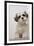 Domestic Dog, Shih Tzu, puppy, sitting on carpet at top of staircase-Angela Hampton-Framed Photographic Print