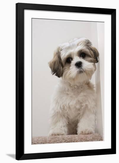 Domestic Dog, Shih Tzu, puppy, sitting on carpet at top of staircase-Angela Hampton-Framed Photographic Print