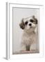 Domestic Dog, Shih Tzu, puppy, sitting on carpet at top of staircase-Angela Hampton-Framed Photographic Print