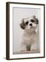 Domestic Dog, Shih Tzu, puppy, sitting on carpet at top of staircase-Angela Hampton-Framed Photographic Print