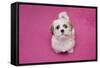 Domestic Dog, Shih Tzu, puppy, sitting on pink carpet-Angela Hampton-Framed Stretched Canvas