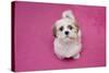 Domestic Dog, Shih Tzu, puppy, sitting on pink carpet-Angela Hampton-Stretched Canvas
