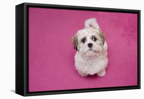 Domestic Dog, Shih Tzu, puppy, sitting on pink carpet-Angela Hampton-Framed Stretched Canvas