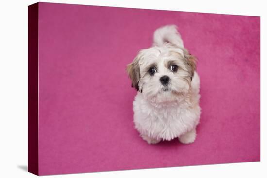 Domestic Dog, Shih Tzu, puppy, sitting on pink carpet-Angela Hampton-Stretched Canvas