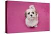 Domestic Dog, Shih Tzu, puppy, sitting on pink carpet-Angela Hampton-Stretched Canvas