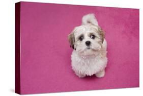 Domestic Dog, Shih Tzu, puppy, sitting on pink carpet-Angela Hampton-Stretched Canvas