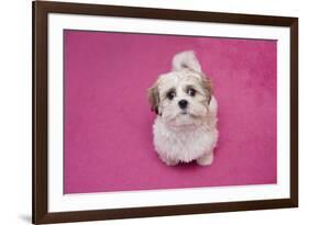 Domestic Dog, Shih Tzu, puppy, sitting on pink carpet-Angela Hampton-Framed Photographic Print