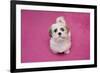 Domestic Dog, Shih Tzu, puppy, sitting on pink carpet-Angela Hampton-Framed Photographic Print
