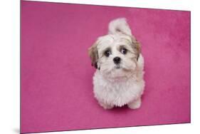 Domestic Dog, Shih Tzu, puppy, sitting on pink carpet-Angela Hampton-Mounted Photographic Print