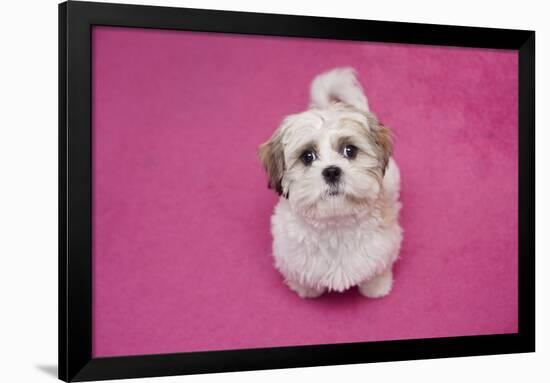 Domestic Dog, Shih Tzu, puppy, sitting on pink carpet-Angela Hampton-Framed Photographic Print