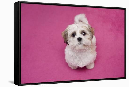 Domestic Dog, Shih Tzu, puppy, sitting on pink carpet-Angela Hampton-Framed Stretched Canvas