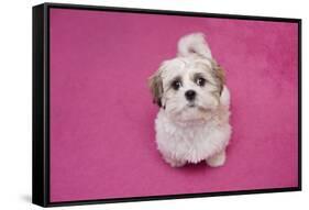 Domestic Dog, Shih Tzu, puppy, sitting on pink carpet-Angela Hampton-Framed Stretched Canvas