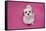 Domestic Dog, Shih Tzu, puppy, sitting on pink carpet-Angela Hampton-Framed Stretched Canvas