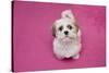 Domestic Dog, Shih Tzu, puppy, sitting on pink carpet-Angela Hampton-Stretched Canvas