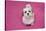 Domestic Dog, Shih Tzu, puppy, sitting on pink carpet-Angela Hampton-Stretched Canvas