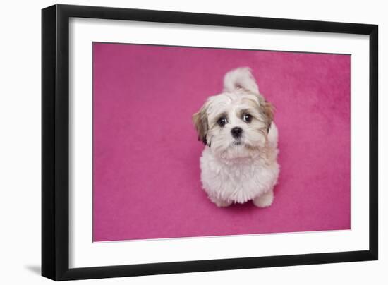 Domestic Dog, Shih Tzu, puppy, sitting on pink carpet-Angela Hampton-Framed Photographic Print