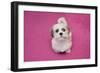 Domestic Dog, Shih Tzu, puppy, sitting on pink carpet-Angela Hampton-Framed Photographic Print