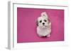 Domestic Dog, Shih Tzu, puppy, sitting on pink carpet-Angela Hampton-Framed Photographic Print
