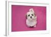 Domestic Dog, Shih Tzu, puppy, sitting on pink carpet-Angela Hampton-Framed Photographic Print