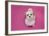 Domestic Dog, Shih Tzu, puppy, sitting on pink carpet-Angela Hampton-Framed Photographic Print