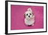 Domestic Dog, Shih Tzu, puppy, sitting on pink carpet-Angela Hampton-Framed Photographic Print