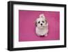 Domestic Dog, Shih Tzu, puppy, sitting on pink carpet-Angela Hampton-Framed Photographic Print