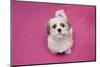 Domestic Dog, Shih Tzu, puppy, sitting on pink carpet-Angela Hampton-Mounted Photographic Print