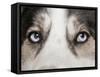 Domestic Dog, Siberian Husky, adult, close-up of eyes-Chris Brignell-Framed Stretched Canvas