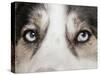 Domestic Dog, Siberian Husky, adult, close-up of eyes-Chris Brignell-Stretched Canvas