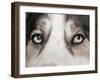 Domestic Dog, Siberian Husky, adult, close-up of eyes-Chris Brignell-Framed Photographic Print