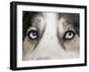 Domestic Dog, Siberian Husky, adult, close-up of eyes-Chris Brignell-Framed Photographic Print