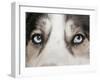 Domestic Dog, Siberian Husky, adult, close-up of eyes-Chris Brignell-Framed Photographic Print