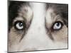 Domestic Dog, Siberian Husky, adult, close-up of eyes-Chris Brignell-Mounted Photographic Print