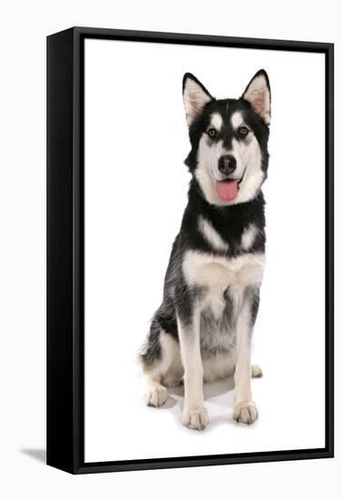 Domestic Dog, Siberian Husky x German Shepherd, puppy, sitting-Chris Brignell-Framed Stretched Canvas