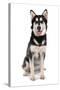 Domestic Dog, Siberian Husky x German Shepherd, puppy, sitting-Chris Brignell-Stretched Canvas